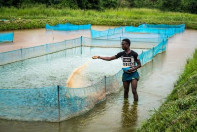 literature review on fish farming in nigeria