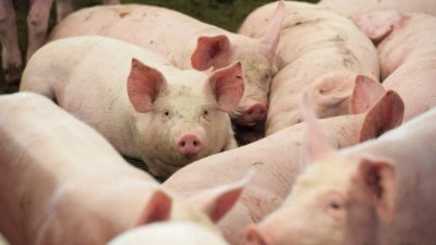 how to start pig farming in Nigeria