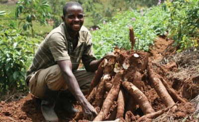 cassava farming in Nigeria